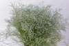LIMONIUM BELTLAARD